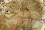 Polished Petrified Wood Limb - Madagascar #105081-1